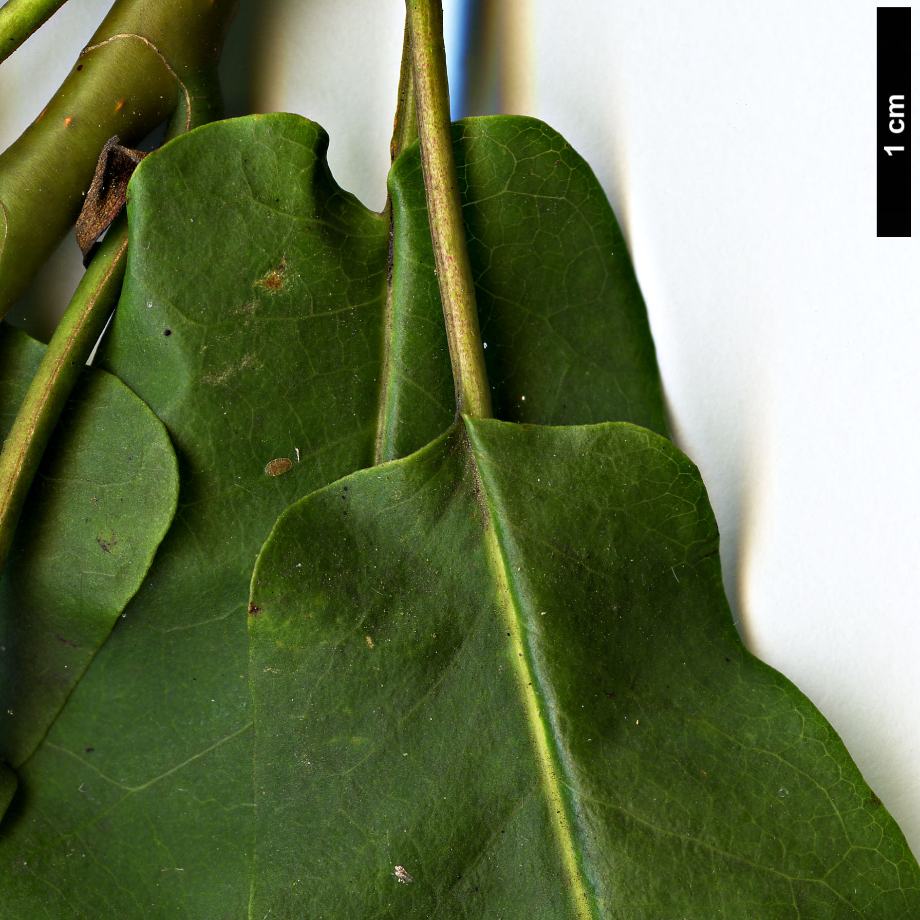 High resolution image: Family: Magnoliaceae - Genus: Magnolia - Taxon: fraseri - SpeciesSub: var. pyramidata